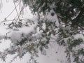 snow-covered pine branches