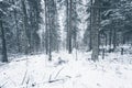 Snow covered pine forest. Horizontal monochrome image