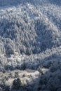 Snow covered pine forest on mountain slope with soft light and tranquil winter mood Royalty Free Stock Photo