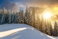 Snow covered pine forest with tall spruce trees landscape in winter mountains at vibrant sunset evening Royalty Free Stock Photo