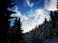 Snow-Covered Pine Forest Under a Dramatic Winter Sky Royalty Free Stock Photo