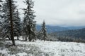 Snow covered pine spruce trees and on the background mountain range and cloudy sky in winter season Royalty Free Stock Photo