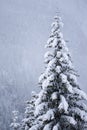 Snow covered pine tree Royalty Free Stock Photo