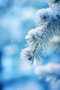 Snow-covered Pine Tree Branch Royalty Free Stock Photo