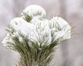 Snow covered pine tree branch in a city park on a sunny day Royalty Free Stock Photo