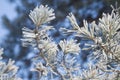 Snow covered pine tree branch on sunny day. Winter background. Closeup Royalty Free Stock Photo