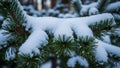 Snow covered pine tree branches in forest Royalty Free Stock Photo