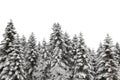 Snow covered pine tree Royalty Free Stock Photo