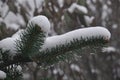 Snow covered pine tree green leaves Royalty Free Stock Photo