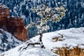 Snow covered Pine tree on hoodoo,Bryce Canyon, Utah Royalty Free Stock Photo