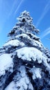 snow covered pine tree Killington Vermont Royalty Free Stock Photo