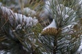 Snow covered pine tree and pine cone Royalty Free Stock Photo
