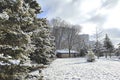 Snow-covered pine tree in the public park with deep snow with the apartment building in the background