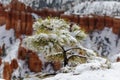 Snow covered Pine tree after storm, Bryce Canyon, Utah Royalty Free Stock Photo