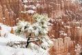 Snow covered Pine tree in storm, Bryce Canyon, Utah Royalty Free Stock Photo