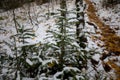 Snow covered pine tree at Union Mine Trail, Porcupine Mountains Wilderness State Park in Michigan Royalty Free Stock Photo