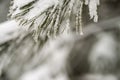 Snow covered pine tree in winter season closeup Royalty Free Stock Photo
