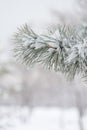 Snow covered pine tree in winter season closeup Royalty Free Stock Photo