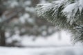 Snow covered pine tree in winter season closeup Royalty Free Stock Photo