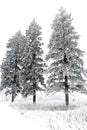 Snow covered pine trees Royalty Free Stock Photo