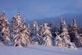 Snow-covered pine-trees Royalty Free Stock Photo