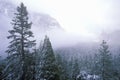 Snow Covered Pine Trees Royalty Free Stock Photo