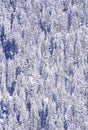 Snow Covered Pine Trees Royalty Free Stock Photo