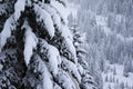 Snow covered pine trees Royalty Free Stock Photo