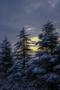 Beautiful deer with huge horns across winter snowy woods. Winter landscape. Christmas, holidays. Vertical imagesnow-covered pine t Royalty Free Stock Photo