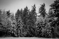 Snow-covered pine trees in black and white