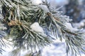 Snow-covered pine trees branches covered with snow frost Royalty Free Stock Photo