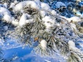 Snow-covered pine trees branches covered with snow frost. Royalty Free Stock Photo