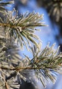 Snow-covered pine trees branches covered with snow frost. Royalty Free Stock Photo