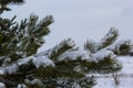 Snow-covered pine trees branches covered with snow frost. Perfect wintry wallpapers magical nature photography Royalty Free Stock Photo