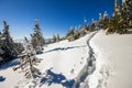 Snow covered pine trees in Carpathian mountains in winter sunny Royalty Free Stock Photo