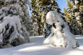 Snow covered pine trees in Carpathian mountains in winter sunny Royalty Free Stock Photo