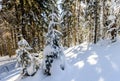 Snow covered pine trees in Carpathian mountains in winter sunny Royalty Free Stock Photo