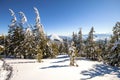 Snow covered pine trees in Carpathian mountains in winter sunny Royalty Free Stock Photo