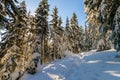 Snow covered pine trees in Carpathian mountains in winter sunny Royalty Free Stock Photo