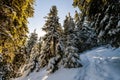 Snow covered pine trees in Carpathian mountains in winter sunny Royalty Free Stock Photo