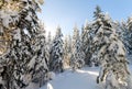 Snow covered pine trees in Carpathian mountains in winter sunny Royalty Free Stock Photo