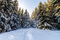 Snow covered pine trees in Carpathian mountains in winter sunny Royalty Free Stock Photo