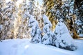Snow covered pine trees in Carpathian mountains in winter sunny Royalty Free Stock Photo