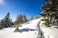 Snow covered pine trees in Carpathian mountains in winter sunny Royalty Free Stock Photo