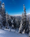 Snow covered pine trees with cloudy mountain range in the background Royalty Free Stock Photo