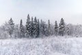 Snow covered pine trees at the edge of a forest in an almost black and white environment Royalty Free Stock Photo