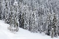 Snow covered pine trees forest Royalty Free Stock Photo