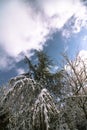 Snow covered pine trees in the forest at winter. Winter background photo. Royalty Free Stock Photo