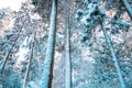 Snow covered pine trees in the forest at winter. Winter background photo. Royalty Free Stock Photo