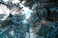 Snow covered pine trees in the forest at winter. Winter background photo. Royalty Free Stock Photo